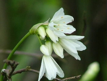 Allium zebdanenseBochtig look bestellen